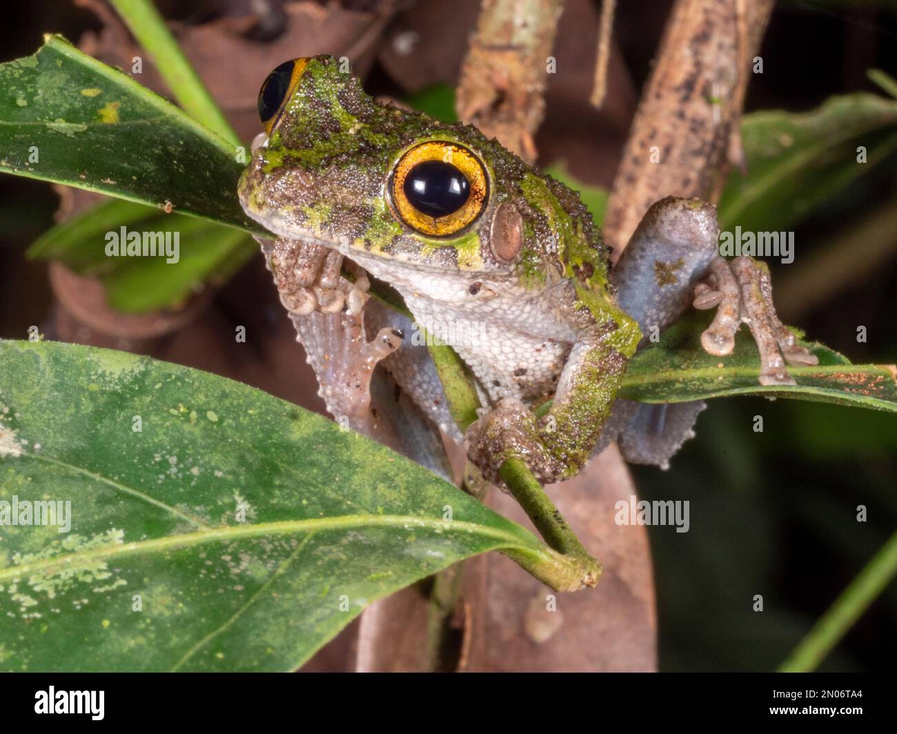 Buckleys schlanker Treefrog (Osteocephalus buckleyi). Provinz Orellana, Ecuador Stockfoto