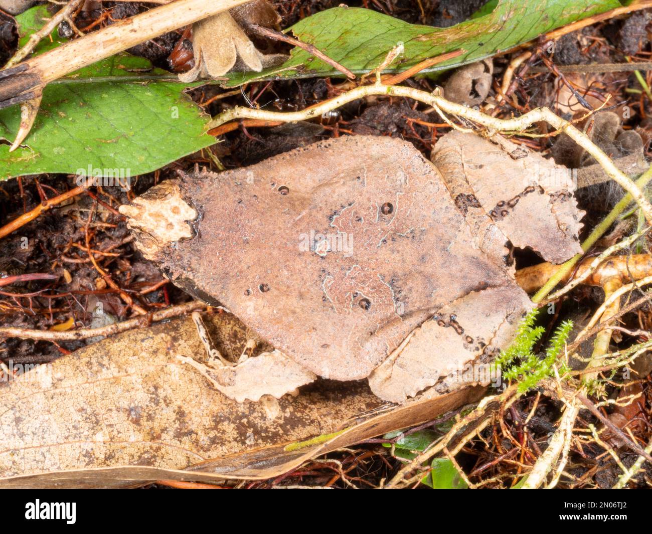 Perez's Schnurrfrosch (Edalorhina perezi) getarnt auf dem Regenwaldboden in der Provinz Orellana, Ecuador. Stockfoto