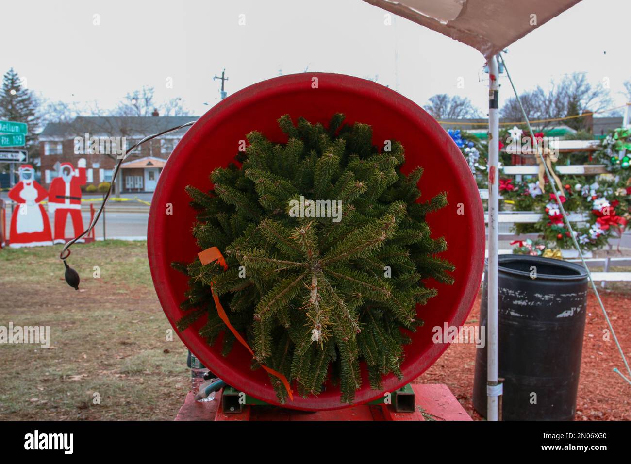 Ein soeben verkaufter weihnachtsbaum in einer Maschine, um ihn zu verpacken, damit es einfacher ist, mit dem Käufer über die Feiertage nach Hause zu reisen. Stockfoto