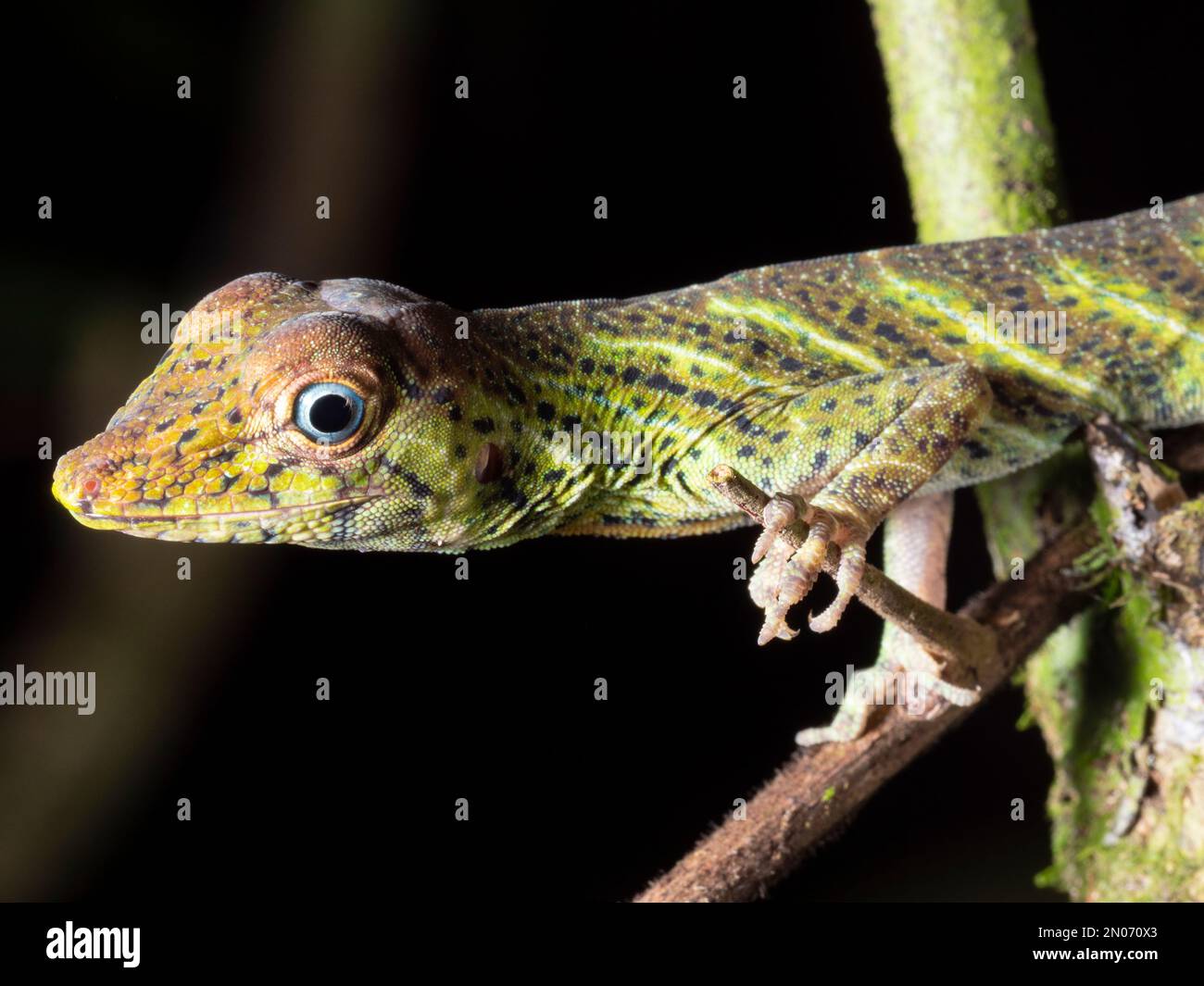 Anolis transversalis, nachts im Regenwald, Provinz Orellana, Ecuador Stockfoto