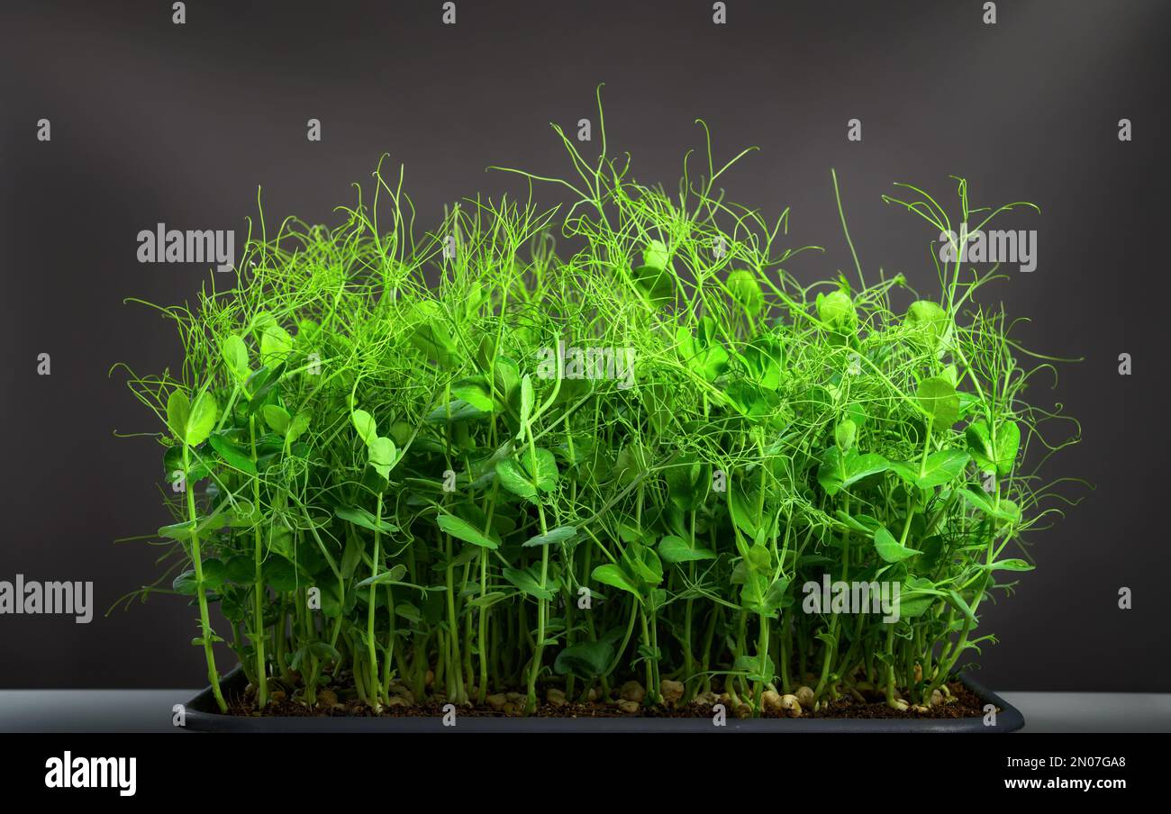 Grüne Erbsen werden als nahrhafte Mikrogrüner in einem Tablett wachsen, lebendige grüne junge Pflanzen auf dunklem Hintergrund Stockfoto