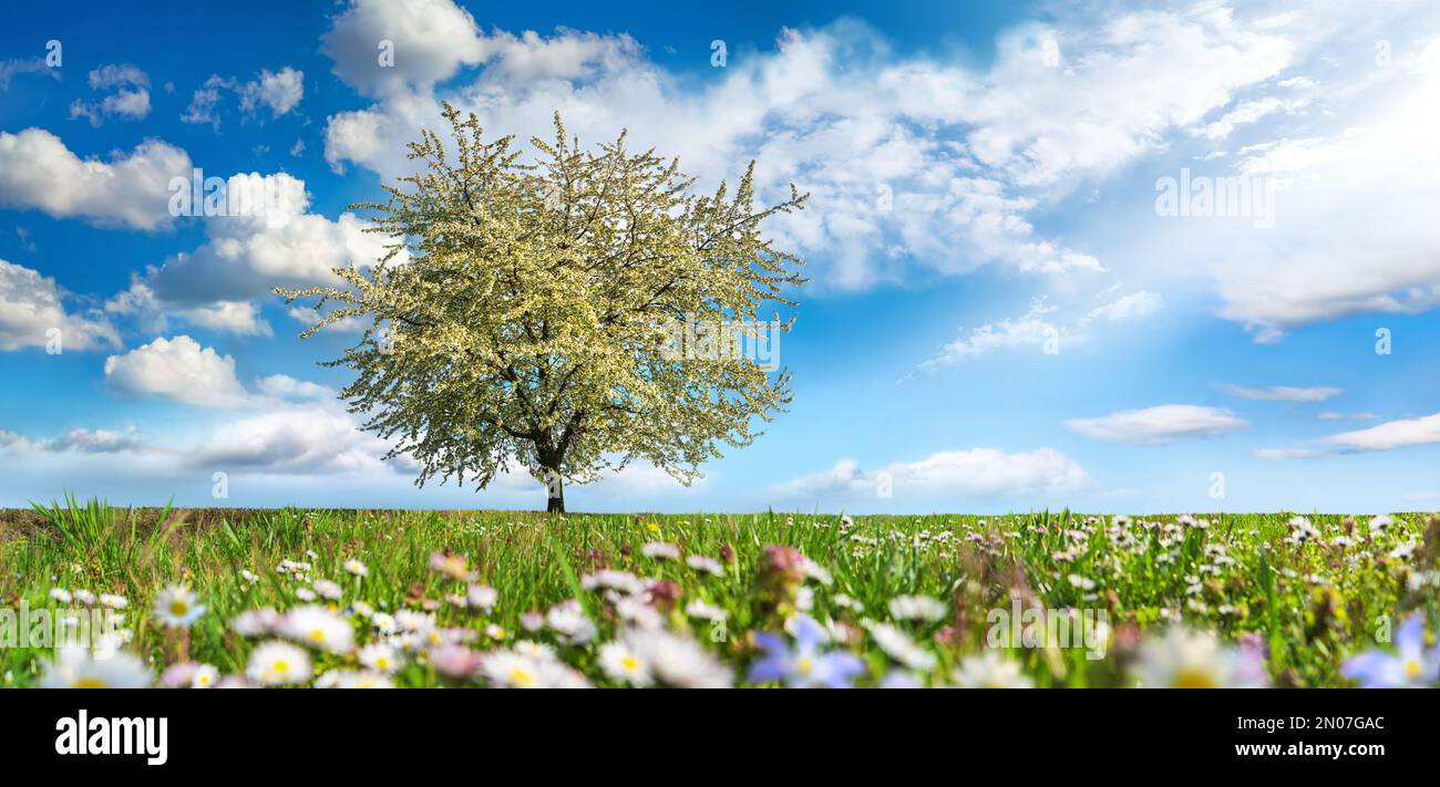Schöne Wiese im Frühling, mit blühenden einsamen Bäumen und Blumen, blauem Himmel, weißen Wolken und Sonnenstrahlen Stockfoto