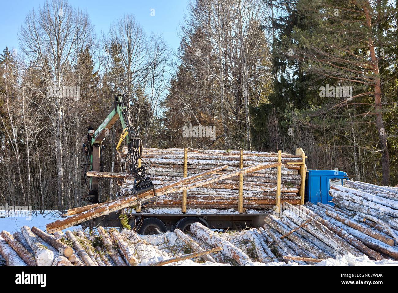 Hängen Sie die Greiferladungsstämme auf den frei hängenden Holzgreiferansatz des Staplers. Stockfoto