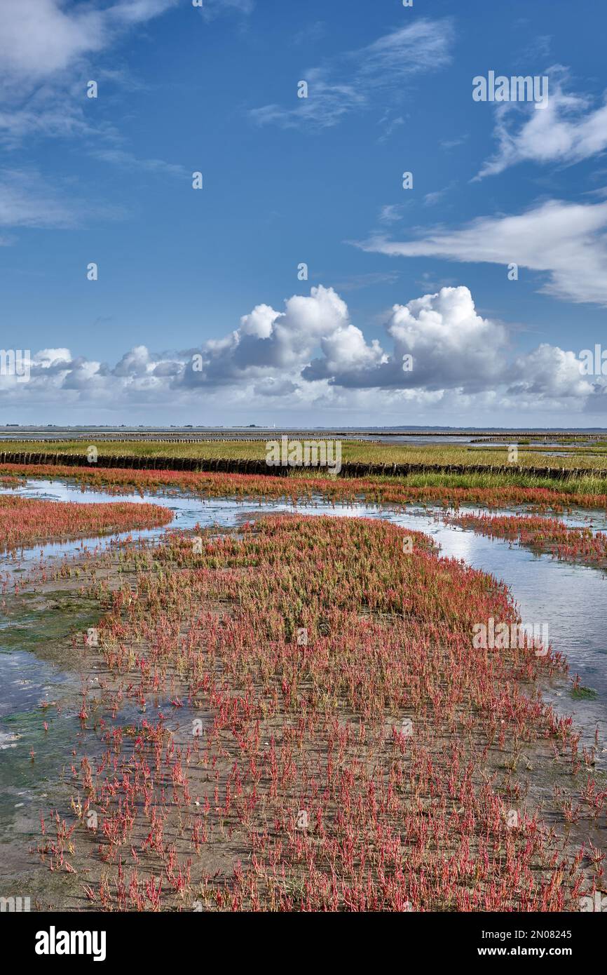 Salz Sumpf mit gemeiner Glaskraut (Salicornia europaea) auf der Eiderstedt-Halbinsel, Nordsee, Nordfriesien, Deutschland Stockfoto