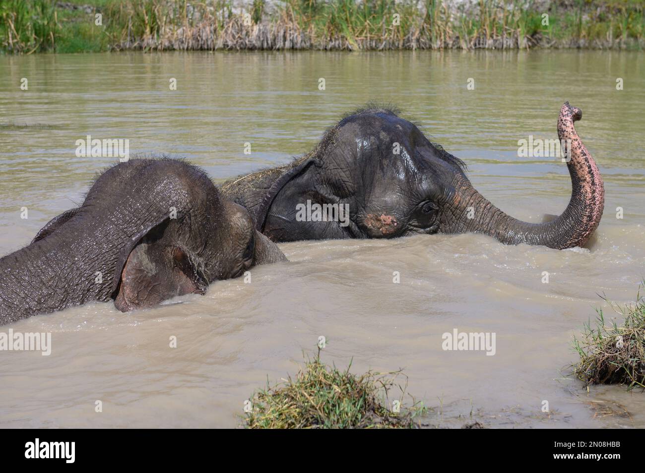 Zwei asiatische Elefanten schwimmen in einem Teich. Nur die Köpfe der Tiere stehen über dem Wasser. Stockfoto