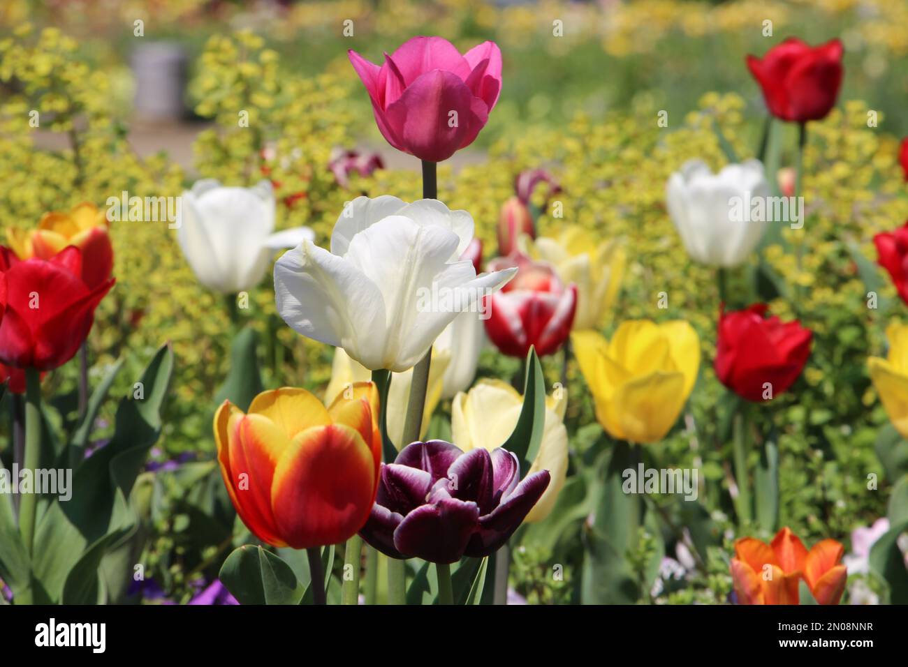 Farbenfrohe Nahaufnahme des Tulpenfeldes. Garten mit vielen Tulpen. Blühendes Blumenfeld. Wunderschöner Garten mit Tulpen. Stockfoto