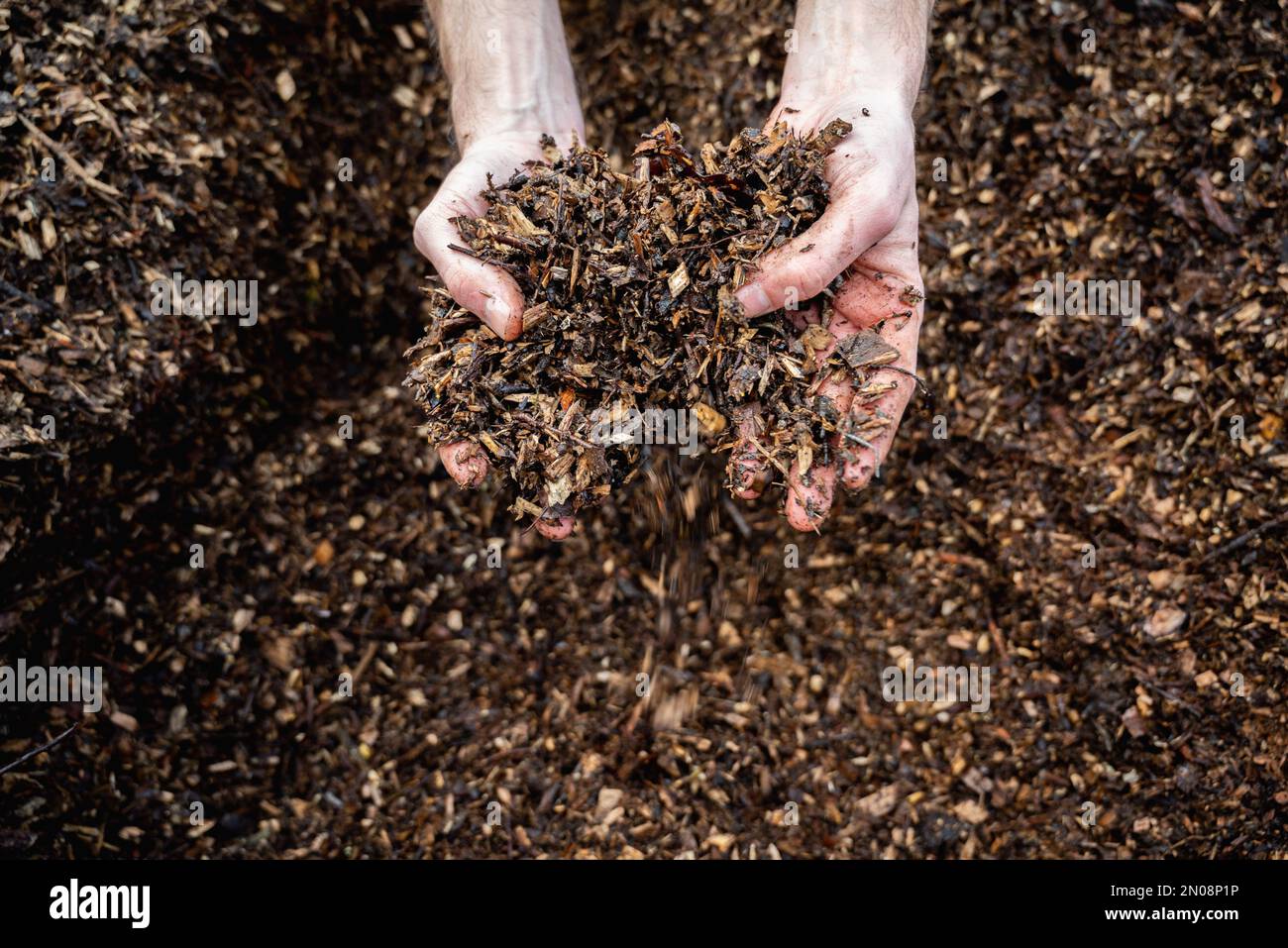 Hände halten Holzspäne für den Garten. Mulchen immergrüner Betten mit Kiefernrindenmulch. Natürlicher Hintergrund aus recyceltem Holzmulch. Hände halten Holz Stockfoto