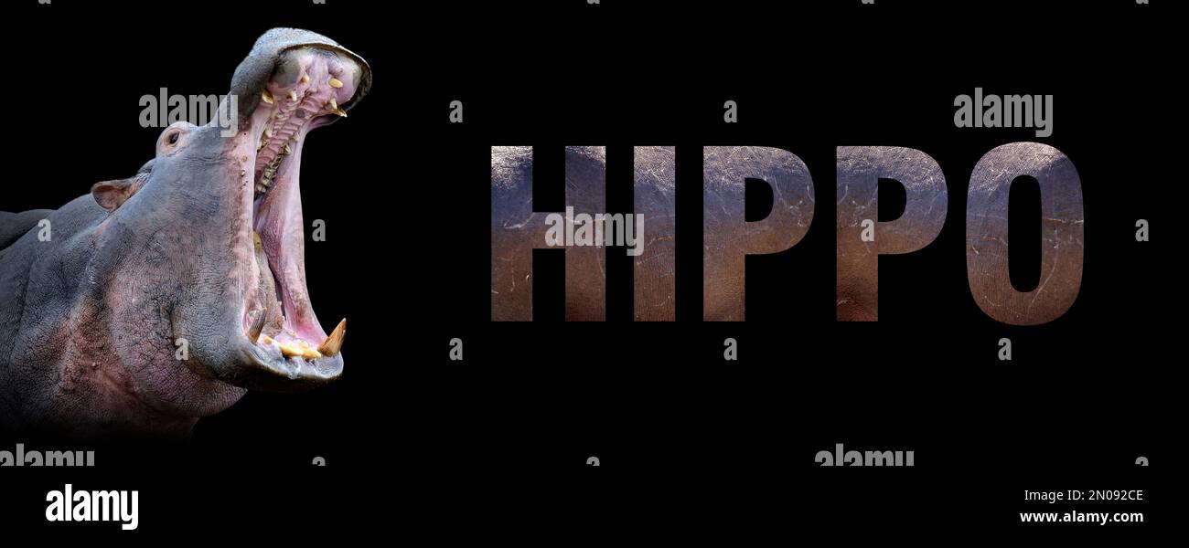 Porträt eines Nilpferdes mit einem Namen auf schwarzem Hintergrund. Die SMS ist von ihrer Haut Stockfoto