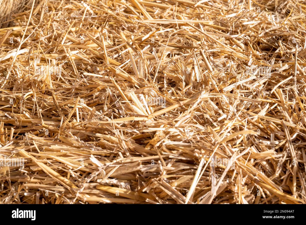 Trockenes Stroh für die Tierfütterung. Heuballen. Heuhaufen auf dem Hof. Ein Tag in der Scheune. Heuhaufen in trockenen Ballen. Platz für Text Stockfoto