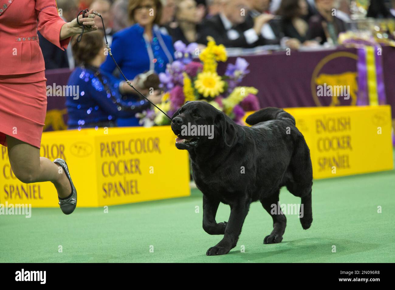 A labrador retriever pointer is shown in the ring during the sporting group competition at the 140th Westminster Kennel Club dog show, Tuesday, Feb. 16, 2016, at Madison Square Garden in New York. (AP Photo/Mary Altaffer) Stockfoto
