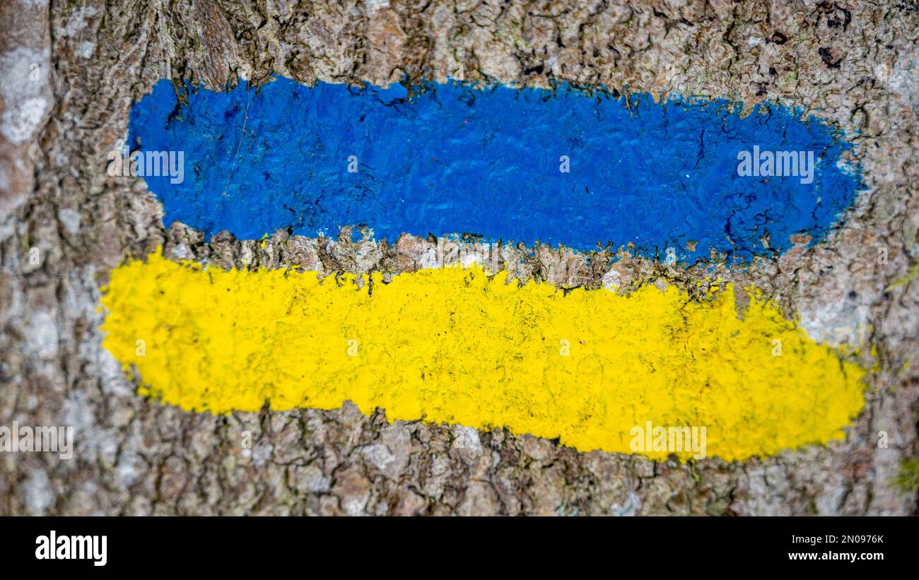 Ukrainische Flagge auf einem Baum gemalt. Ukrainische Flagge Konzept.ukrainisches Banner.Ukraine gemalte Flagge bunte Pinselstriche. Gelbe und blaue Flagge. Stockfoto