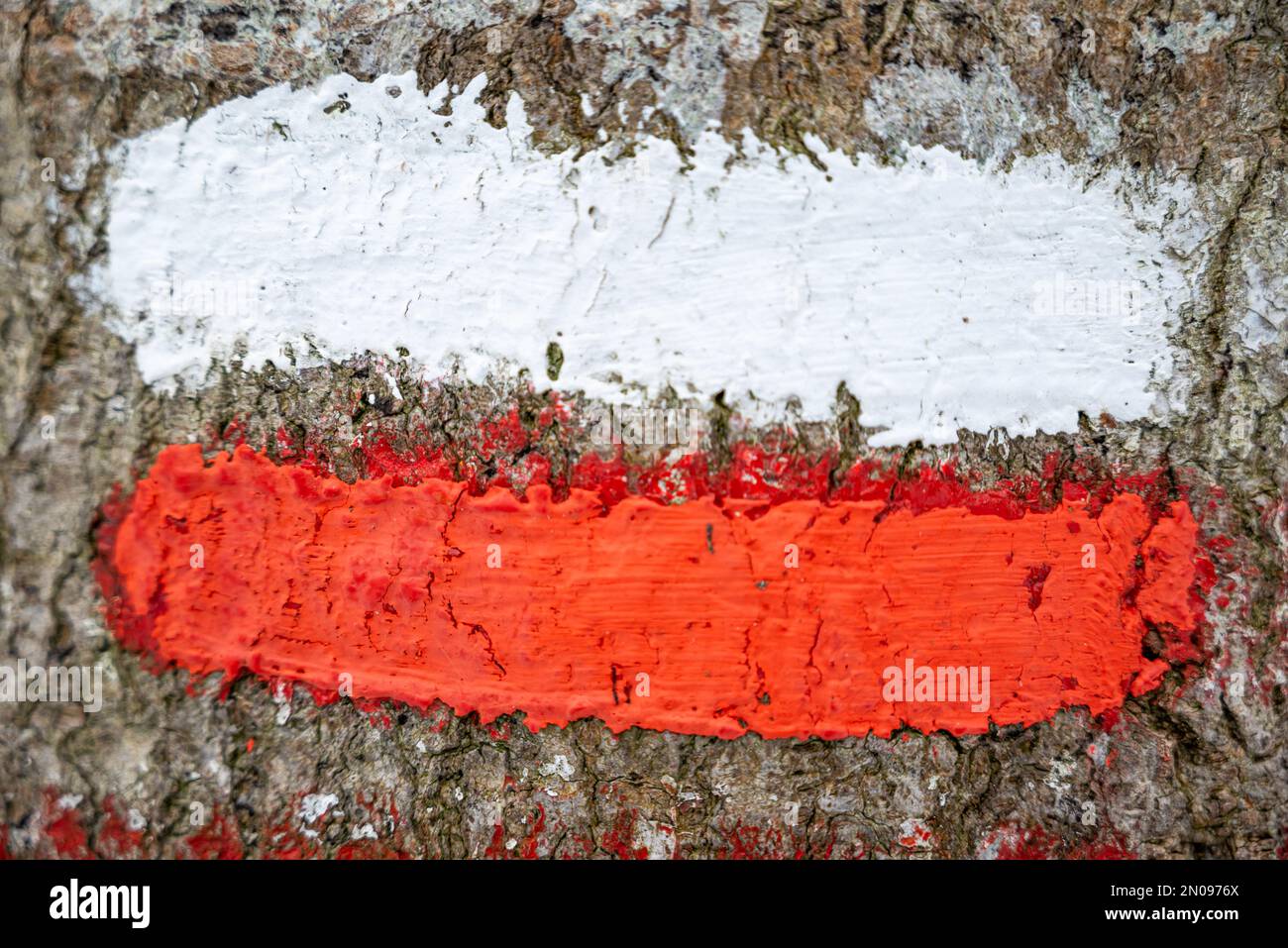 Polnisches Banner. Polnische Flagge auf einem Baum gemalt. Weiße und rote Farbmarkierung. Malen auf einem Baum. Konzept der polnischen Flagge Stockfoto