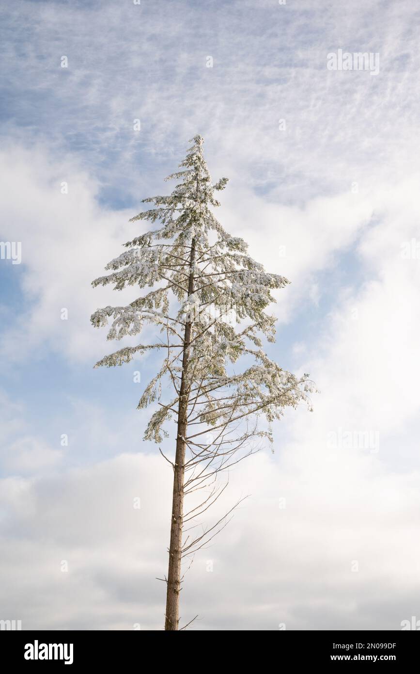 Großer einsamer Baum in der Sonne mit Schnee. Einsamer Baum mit Wolken im Hintergrund. Einsamer Baum mit Schnee. Winterwaldlandschaft. Element isoliert. Stockfoto