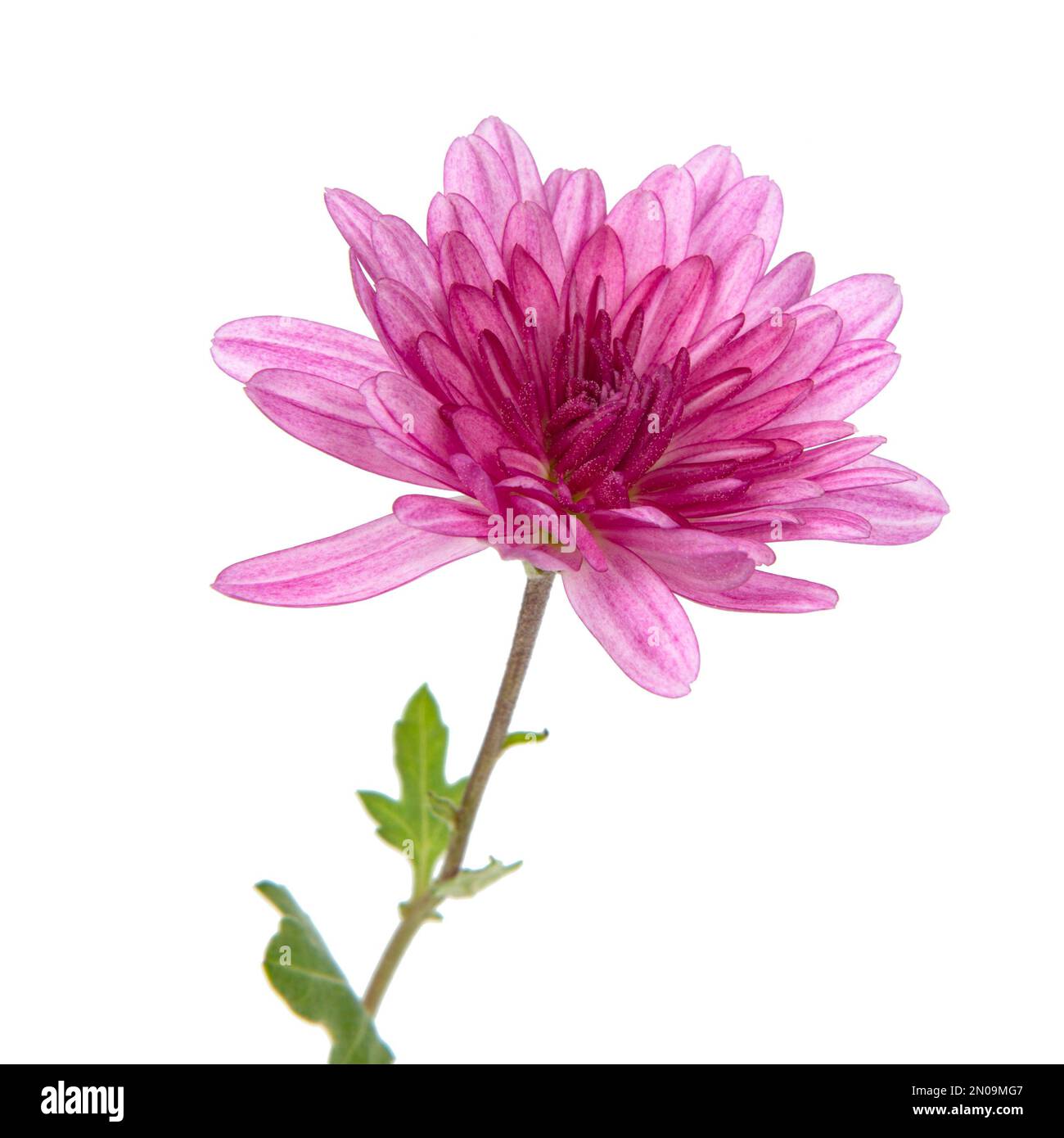 Wunderschöne rosa Frühlingsblume, frisch isoliert auf weißem Hintergrund Stockfoto