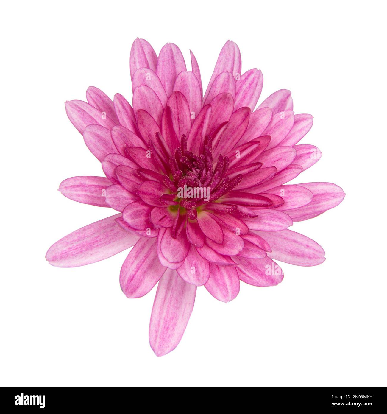 Wunderschöne rosa Frühlingsblume, frisch isoliert auf weißem Hintergrund Stockfoto
