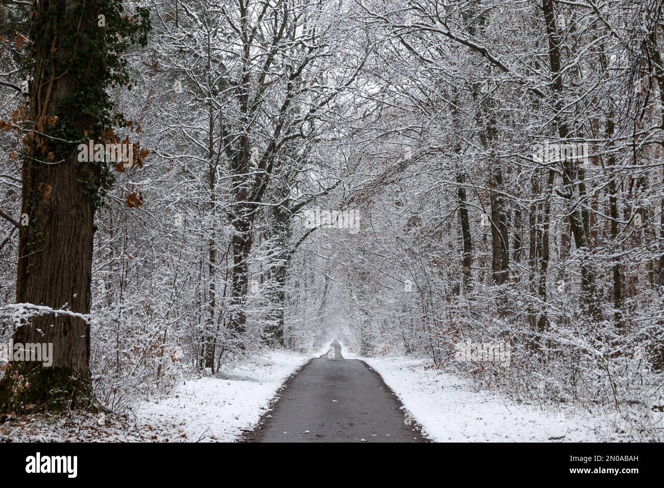 Leere Spur im Wald nach Schneefall. Kalte Winterlandschaft und abstrakter Landweg zwischen den Bäumen bei Karlsruhe Stockfoto