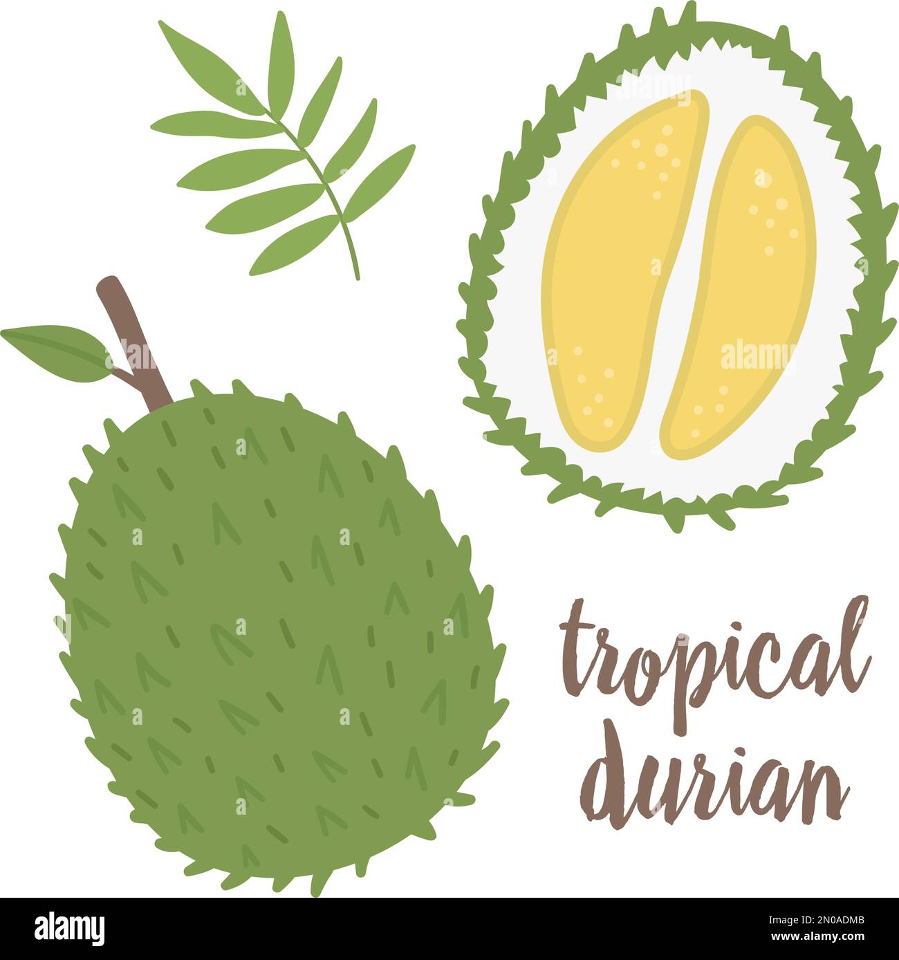 Vector Durian Clip Art. Dschungelfrucht-Illustration. Handgezeichnete exotische Flachpflanzen, isoliert auf weißem Hintergrund. Heller, kindischer, gesunder tropischer Sommer Stock Vektor