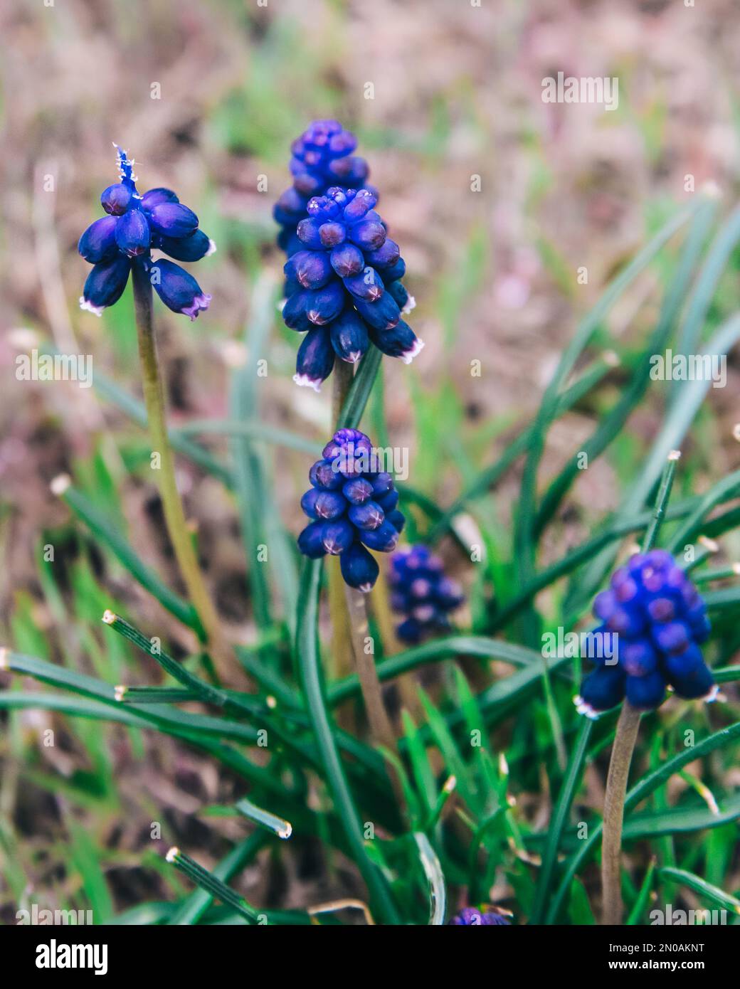 Blühende Muscari, wilde Frühlingsgrunzen in Kap Alchak im Frühling. Krim Stockfoto