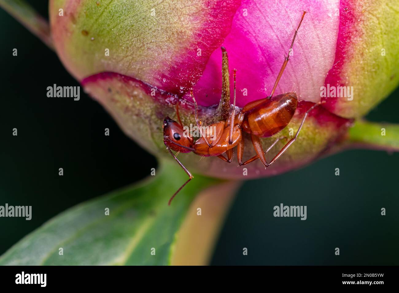 Braune Tischlerameise auf Blume. Insekten- und Naturschutz, Lebensraumschutz und Blumengarten im Garten. Stockfoto