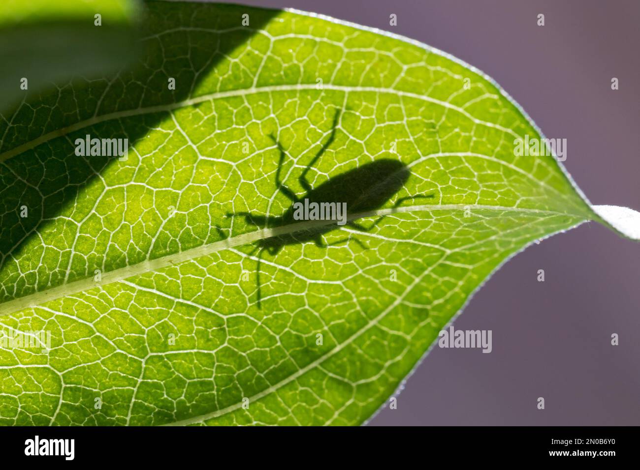 Die Silhouette des roten Milchkraut-Käfers auf dem Blatt der Wildblumenpflanze. Insekten- und Wildtierschutz, Lebensraumschutz und Gartenblumen Stockfoto