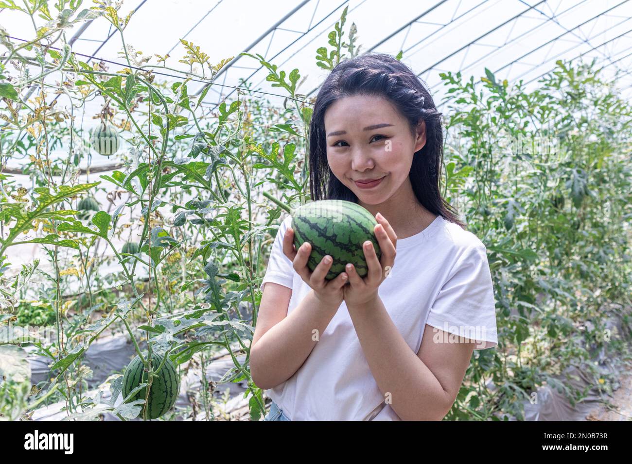 Glückliche junge Frau pflückt Wassermelonen und pflanzt Gewächshaus Stockfoto