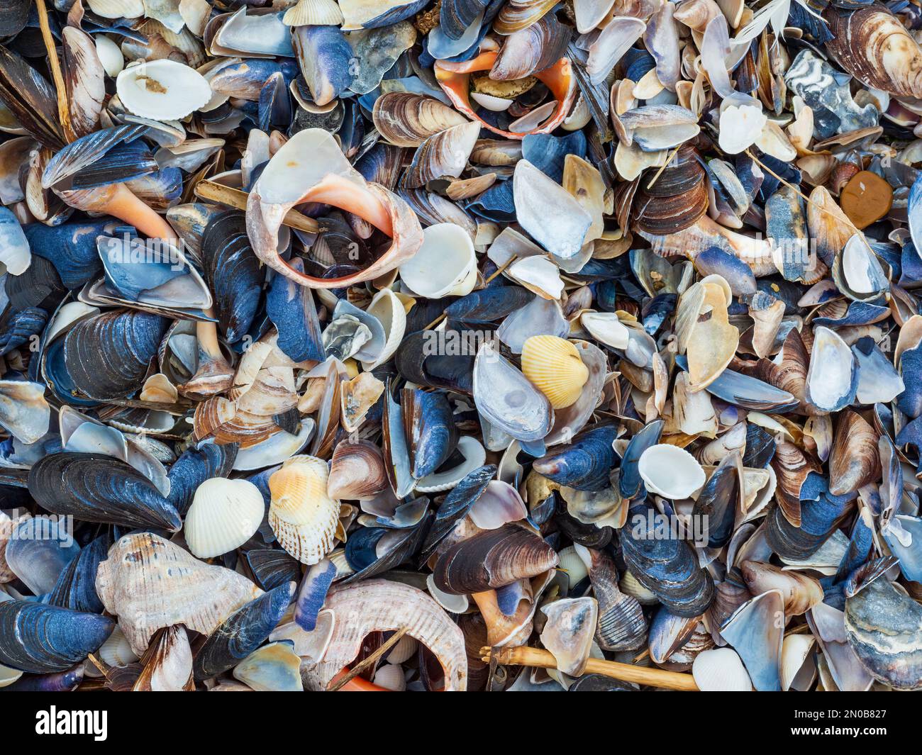 Hintergrund von Muscheln und Muscheln. Natürlicher Meereshintergrund Stockfoto