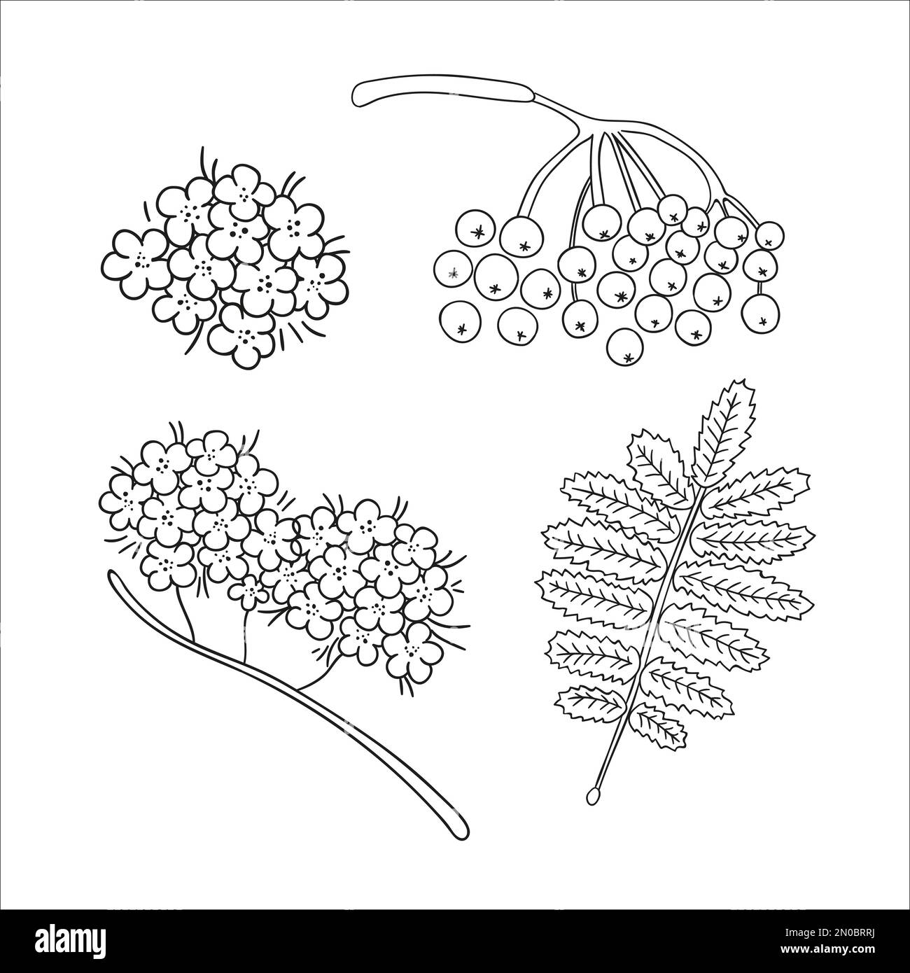Vektorset von Linienelementen im Strukturbaum, isoliert auf weißem Hintergrund. Botanische Darstellung von Rowan-Beere, Brunch, Blumen. Schwarz-weiß Clip Art. Stock Vektor
