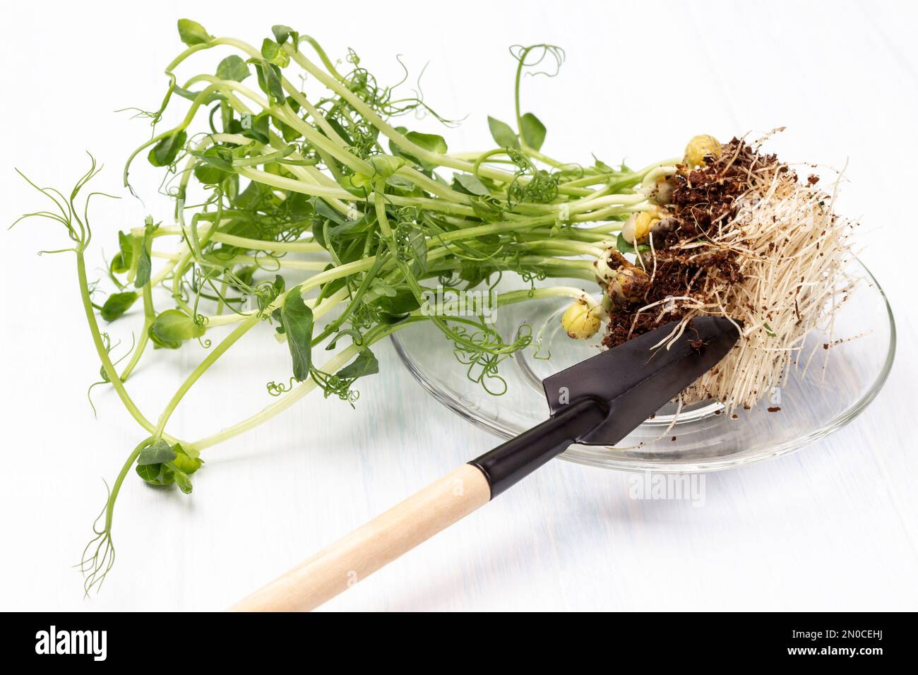 Sonnenblumensprossen mit Wurzeln und Gartenspachtel auf Glasplatte. Weißer Hintergrund. Draufsicht Stockfoto