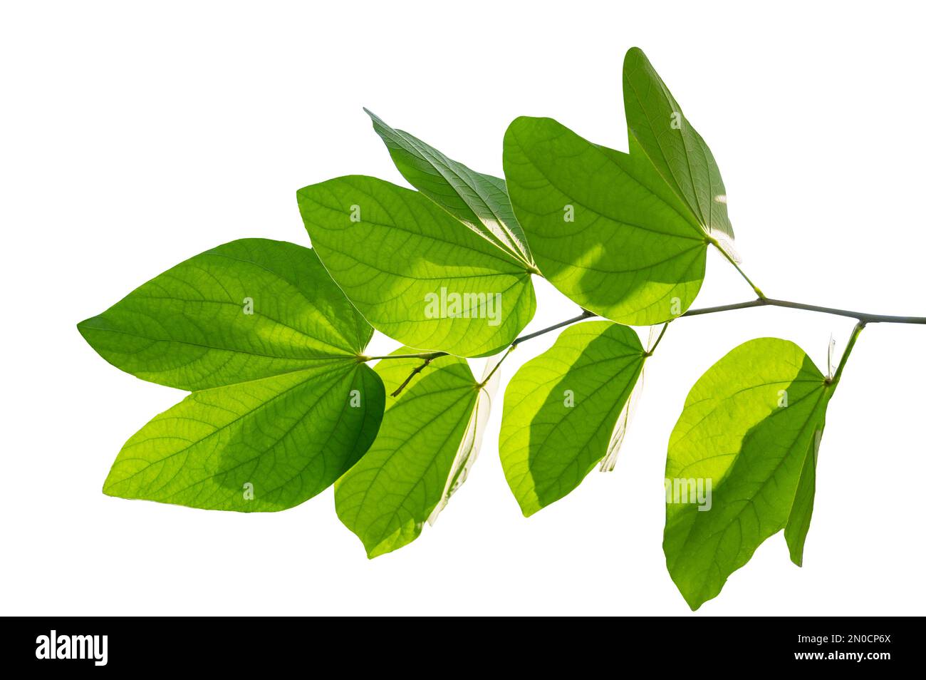 Bauhinia purpurea, grüne Purpurea-Blätter auf weißem Hintergrund, isolieren Stockfoto