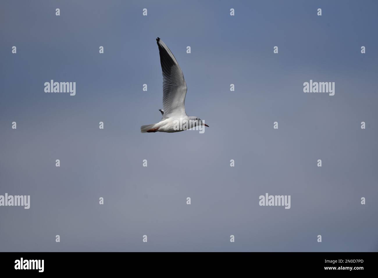 Winter Plumaged Black-Head Gull (Chroicocephalus ridibundus) fliegt von links nach rechts mit Wings Open Up, Top Centre of Image, gegen einen blauen Himmel in Großbritannien Stockfoto