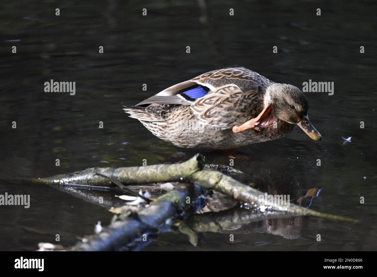 Weibliche Stockente (Anas platyrhynchos) im rechten Profil auf einem Log-in flaches Wasser, das den Hinterkopf mit dem Fuß kratzt, im Herbst in Großbritannien Stockfoto