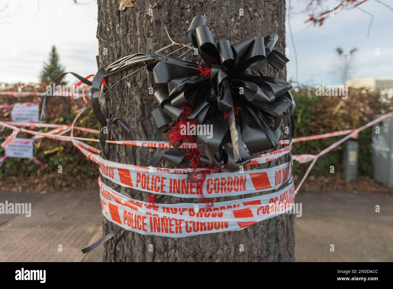 Rochford, Großbritannien. Februar 2023. Die Holt-Farm-Eiche, die in Rochford, Essex, in rot-weißes Band mit einem großen schwarzen Band und roten Akzenten eingewickelt ist, die auf eine Gedenkfeier oder eine Hommage hinweisen. Das Gebiet ist abgesperrt, was auf eine kürzlich durchgeführte polizeiliche Untersuchung oder einen Vorfall hinweist. Demonstranten von Save Holt Farm Oak Tree protestieren, um eine 100 Jahre alte Eiche zu retten. Der Baum wird voraussichtlich bis April 2023 gefällt. Penelope Barritt/Alamy Live News Stockfoto