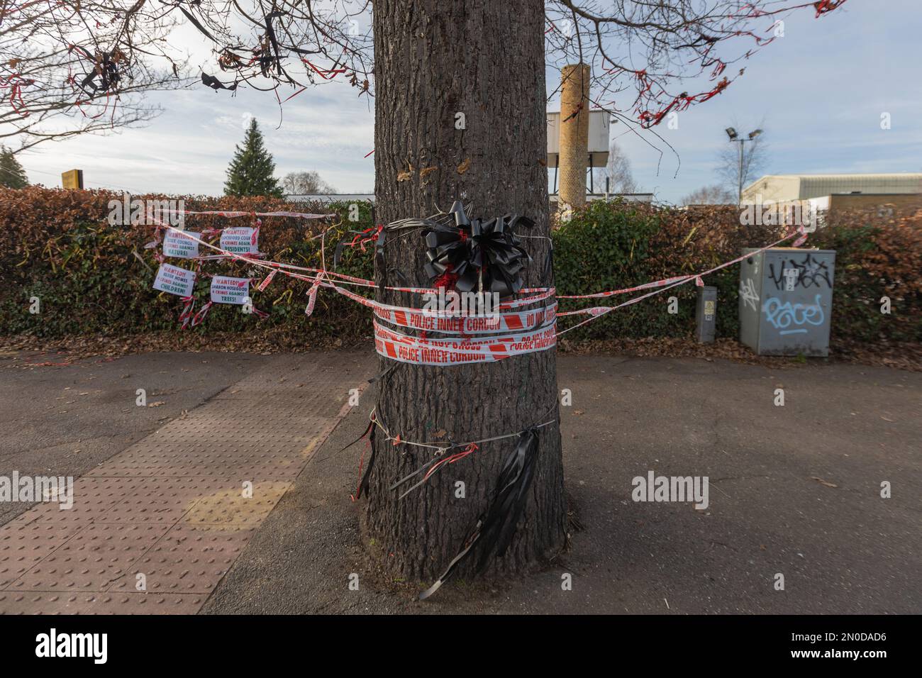 Rochford, Großbritannien. 5. Februar 2023. Demonstranten von Save holt Farm Oak Tree haben ihr Baumlager aus dem Eichenbaum entfernt, auf richterlichen Befehl von Bloor Homes Baufirma. Der Auftrag tritt am 6. Februar 2023 in Kraft und besagt, dass Bloor Homes oder seine Auftragnehmer nicht absichtlich behindert werden dürfen. Die Gruppe hat nun ein kleines Lager gegenüber dem Baum aufgebaut. Die 100 Jahre alte Eiche wird voraussichtlich jederzeit bis zum 16. April 2023 gefällt. Penelope Barritt/Alamy Live News Stockfoto