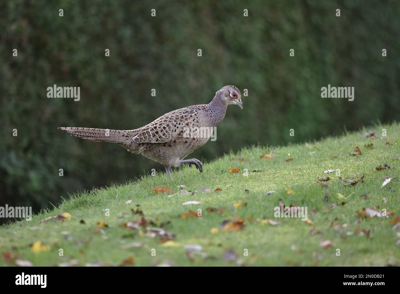 Rechtes Profilbild eines weiblichen Gemeinen Fasan, der einen grasbedeckten Hang vor einem grünen Hecken-Hintergrund mit Herbstblättern im Vordergrund in Großbritannien hochgeht Stockfoto