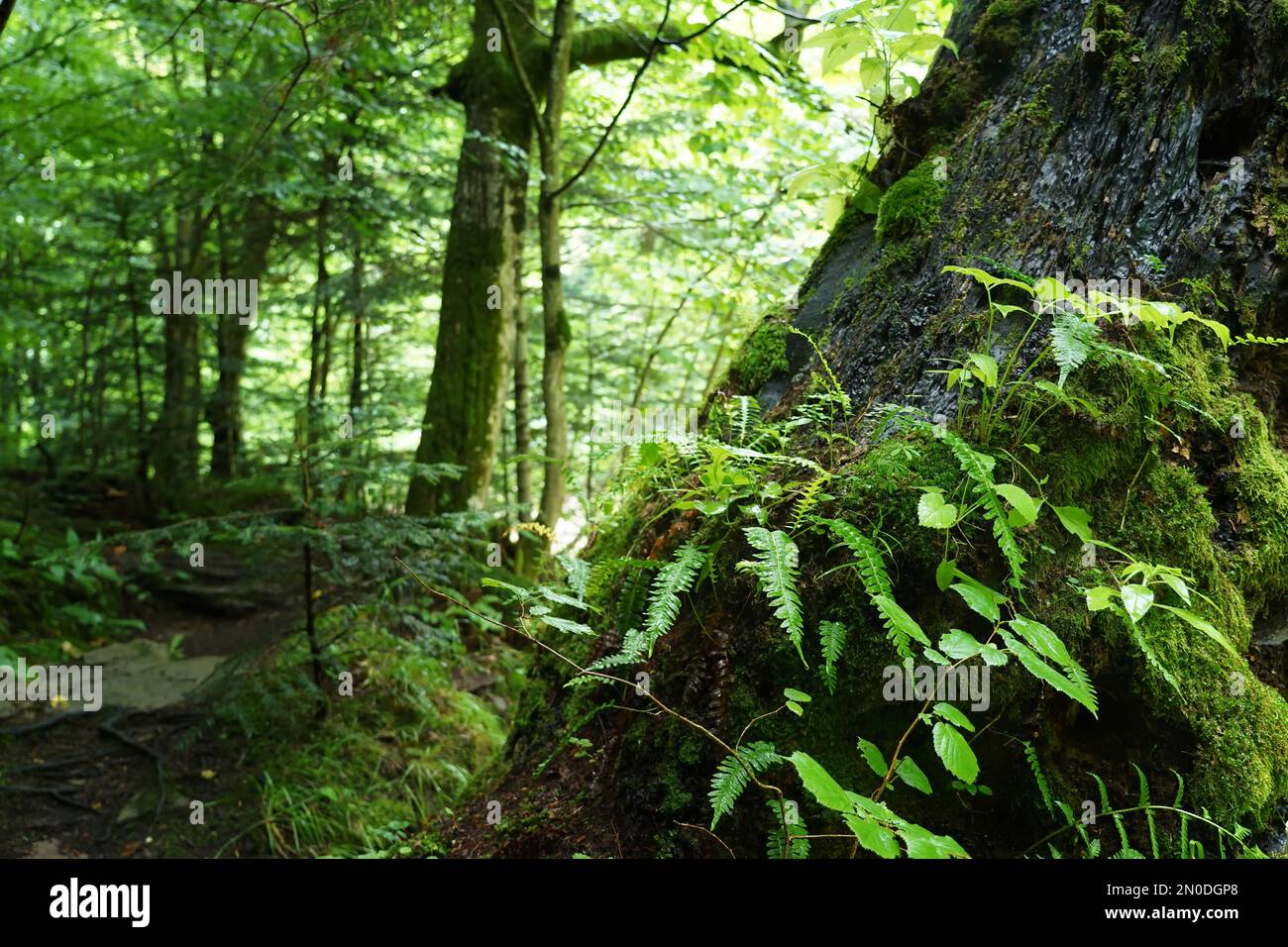 Podkarpacie, Sommer, Juli, San River, Farne und Moos auf einem Baumstamm in einem Laubwald am Flussufer Stockfoto