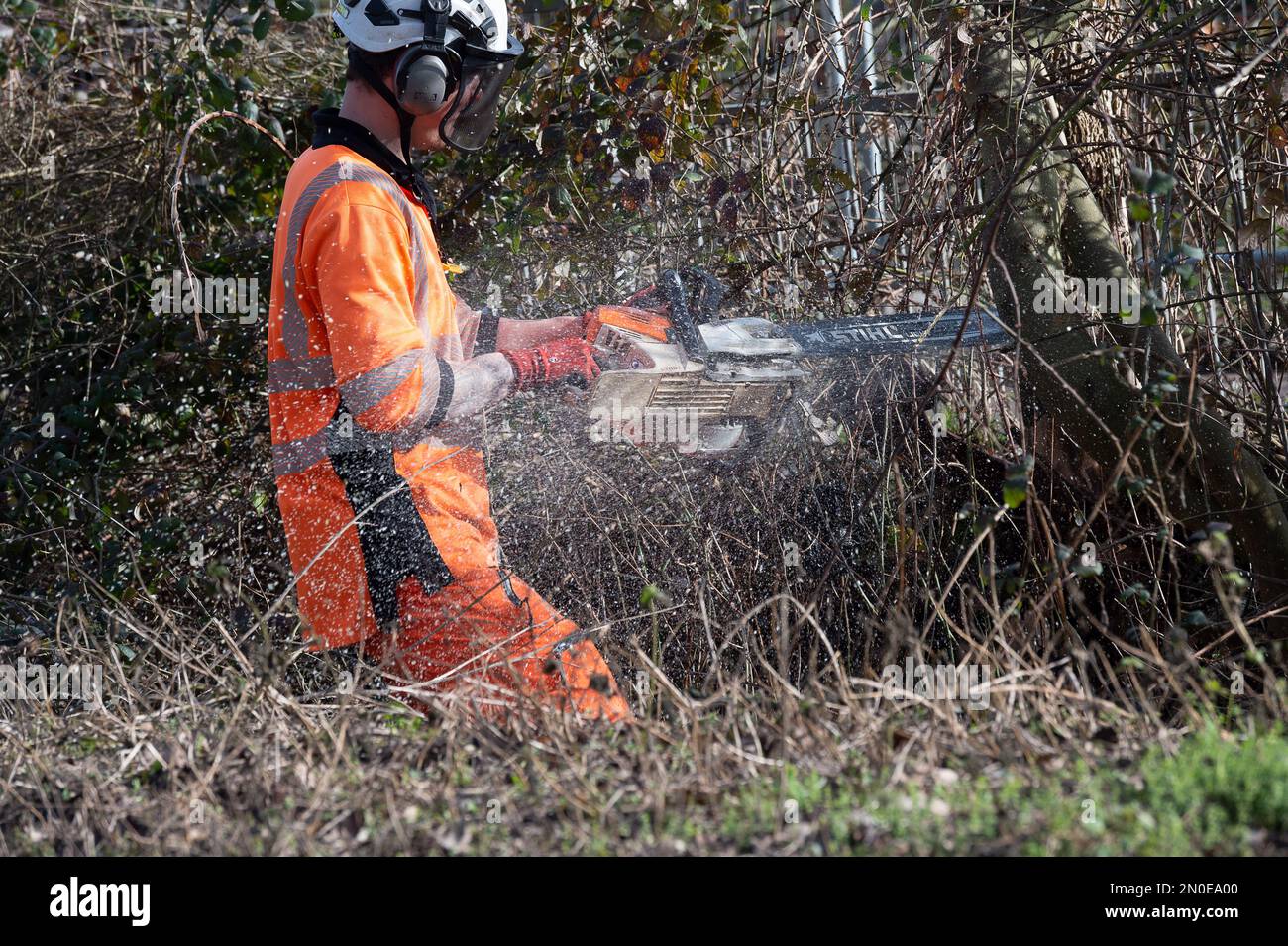 Hartwell, Aylesbury, Großbritannien. 5. Februar 2023. Heute HS2 Bäume Fällen. HS2 haben heute noch mehr Bäume gefällt, neben der A418 in Hartwell, Aylesbury. HS2 haben Tausende von Bäumen entlang der Strecke der Hochgeschwindigkeitsbahn 2 von London nach Birmingham zerstört. HS2 hat verheerende Auswirkungen auf die Lebensräume und Wälder der Tierwelt in Buckinghamshire. Kredit: Maureen McLean/Alamy Live News Stockfoto