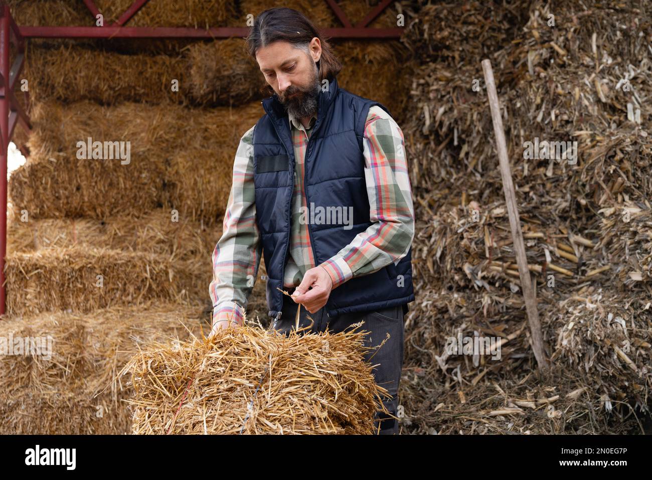 Bärtiger, ausgewachsener, weißer Bauer im Heuboden. Stockfoto