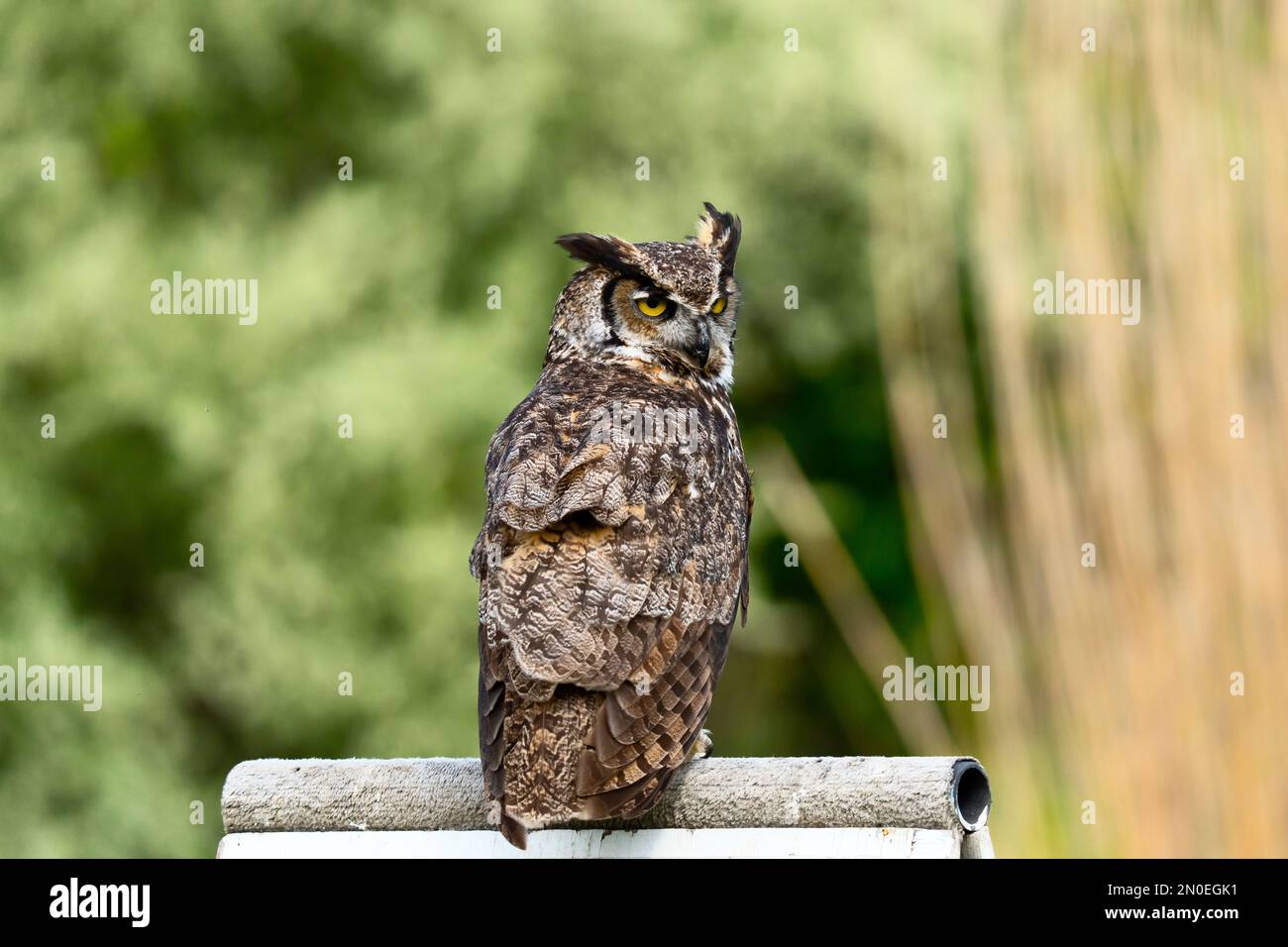 Großhörnchen-Eule (Bubo virginianus), Stockfoto