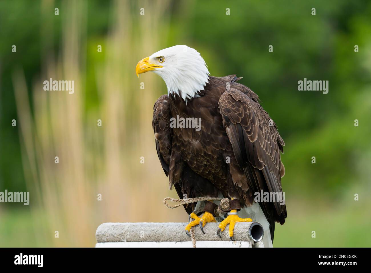 Der Weißkopfseeadler (Haliaeetus leucocephalus) Stockfoto