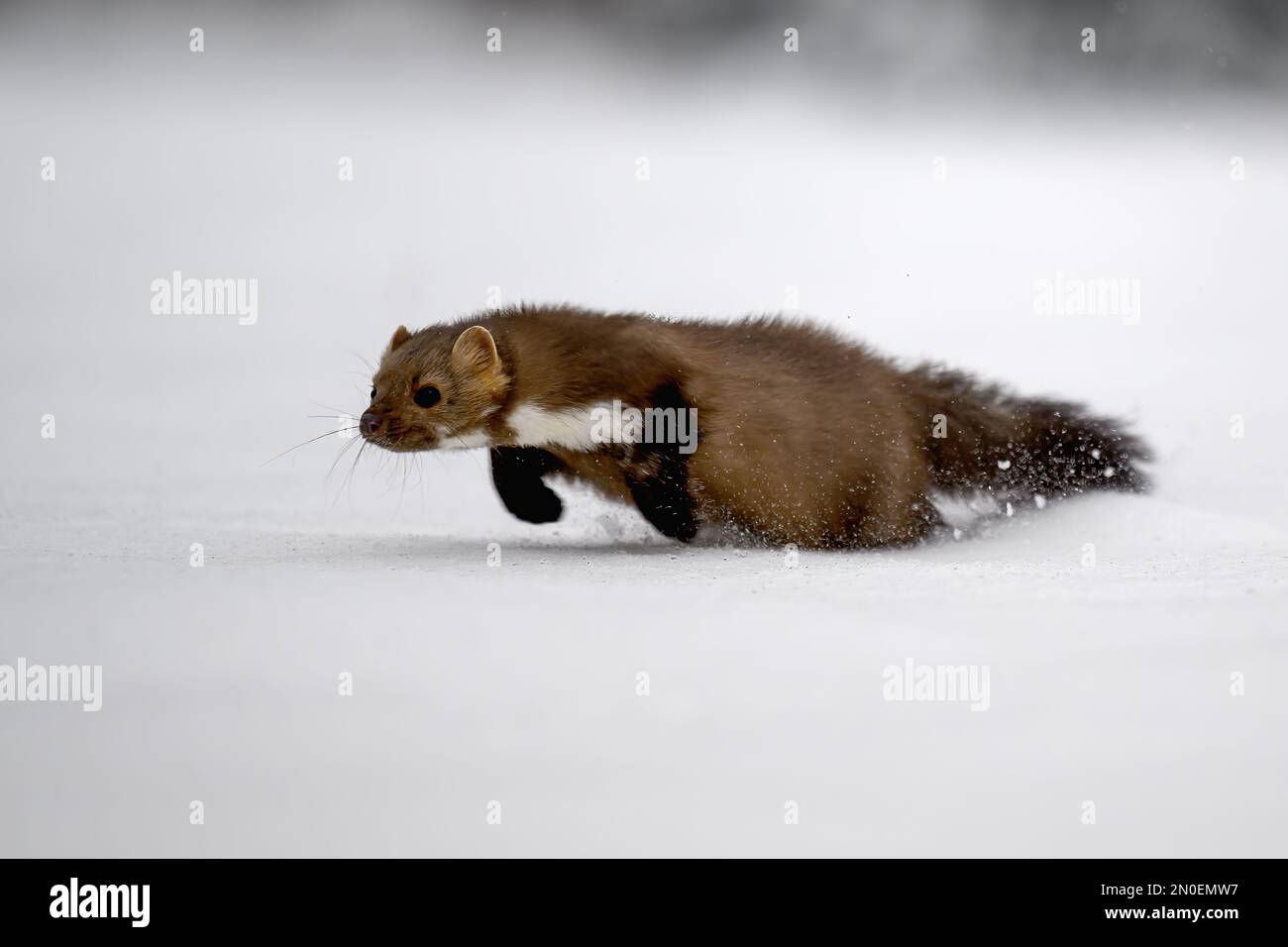 Der Marder läuft auf dem neu gefallenen Schnee und klettert in die Baumhohle. Stockfoto