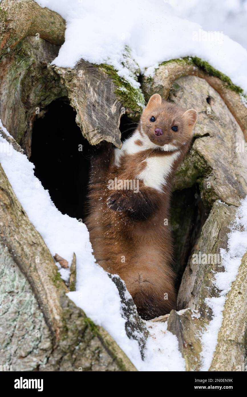 Der Marder läuft auf dem neu gefallenen Schnee und klettert in die Baumhohle. Stockfoto