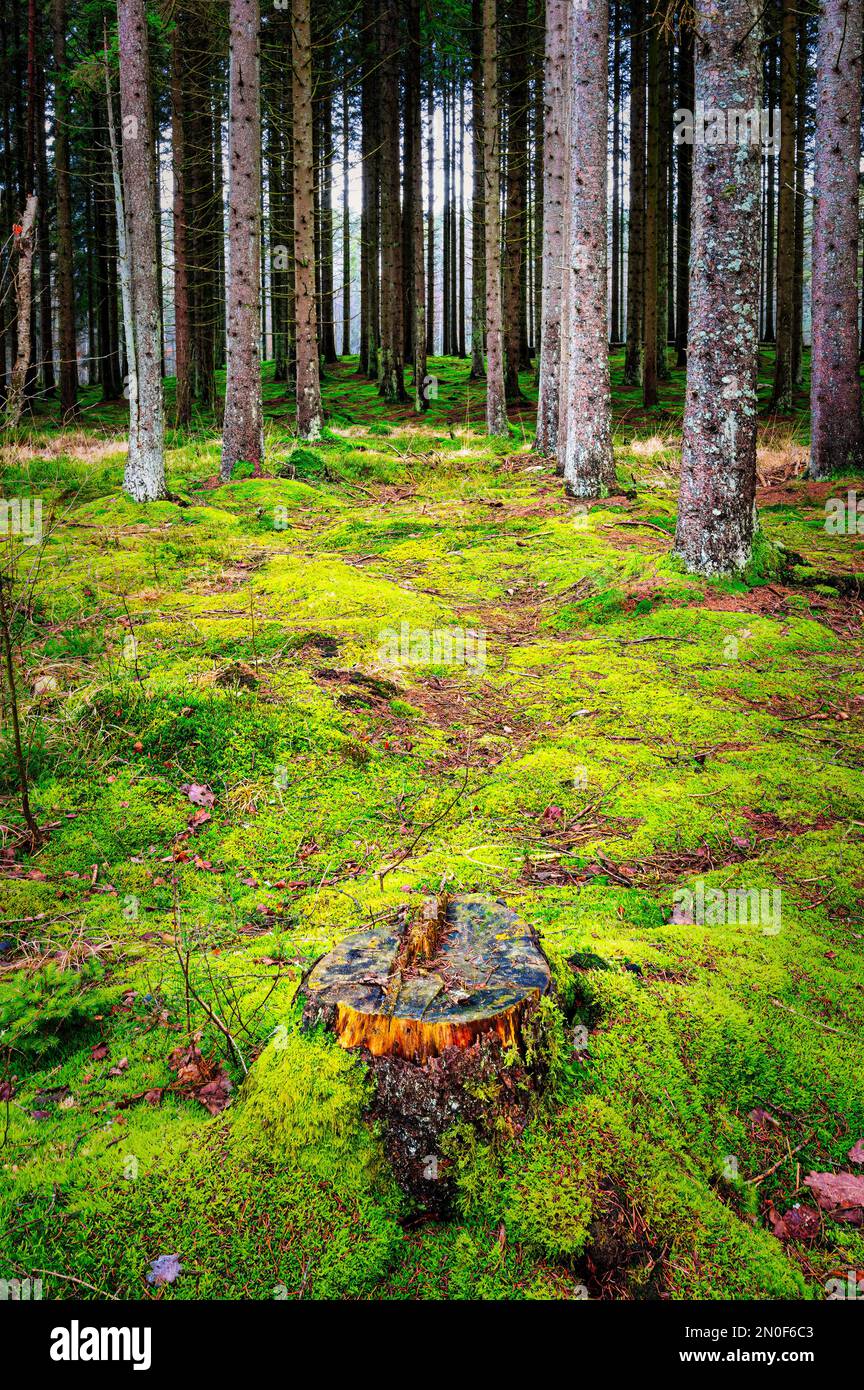 Ein typischer moosiger Boden eines ländlichen Waldes. Stockfoto