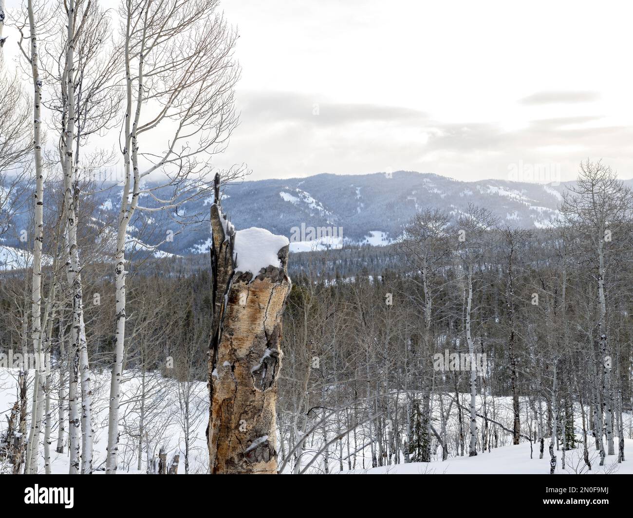 Kalter Wintertag in einem Idaho-Wald mit Pinien und Aspen-Tees Stockfoto