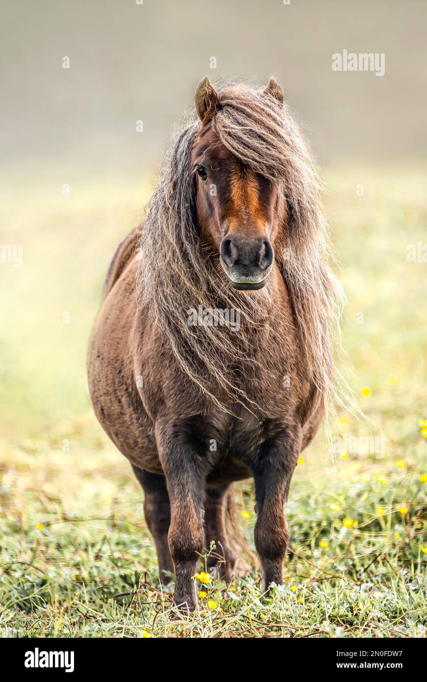 Porträt eines Shetland Pony, Shetland Island, Schottland, Großbritannien Stockfoto