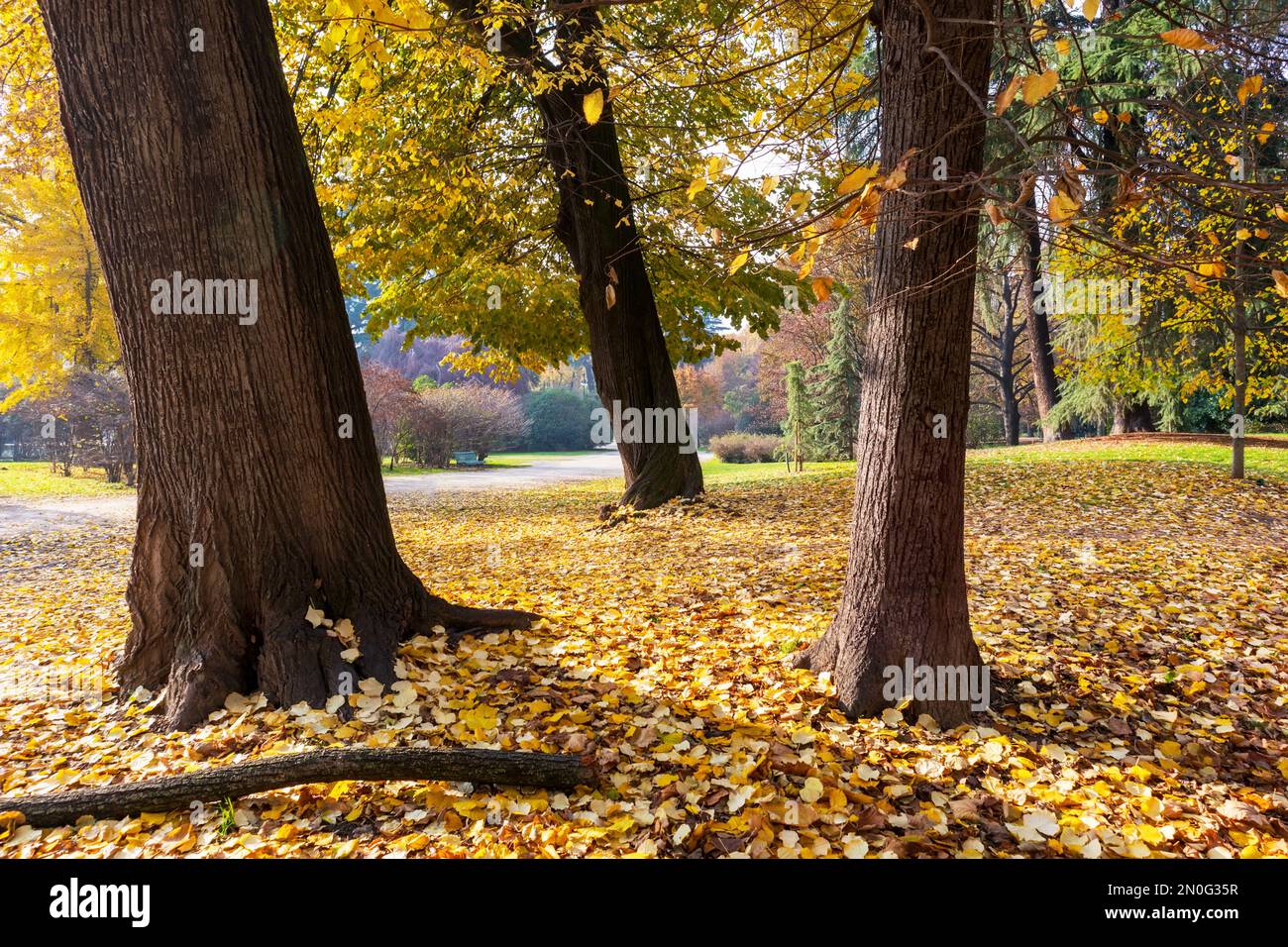 Blick auf die Natur an sonnigen Tagen mit Parkbäumen und herbstgefallenen gelben Baumblättern Stockfoto