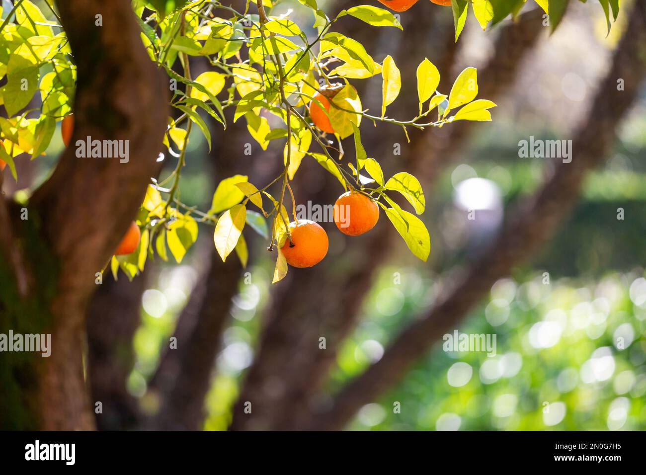 Sevilla-Orangen wachsen im Februar auf einem Baum, mit einer geringen Feldtiefe Stockfoto