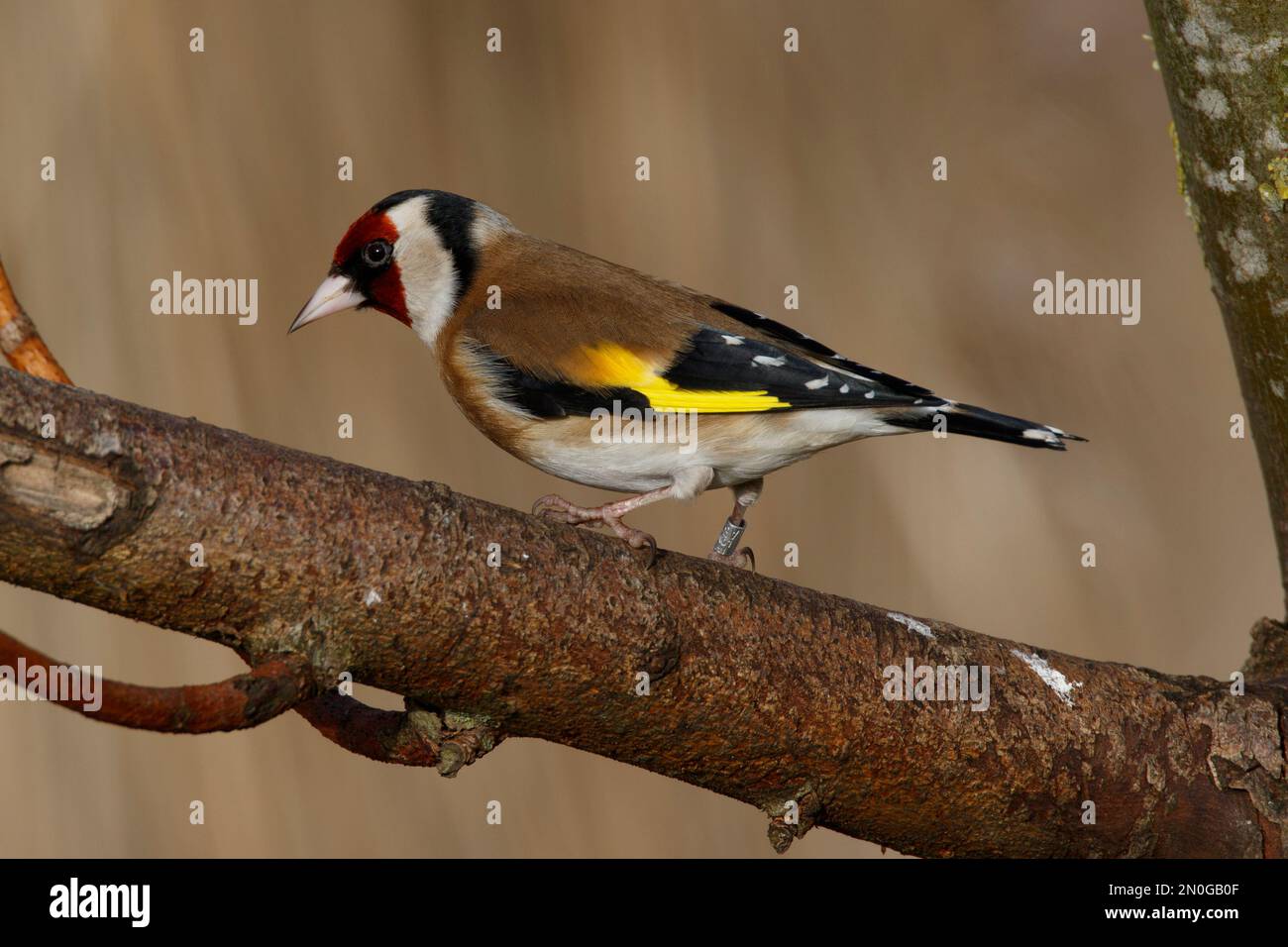 Ein Europäischer Goldfinch sitzt auf einem Zweig der RSPB Lakenheath in Norfolk, England, Februar 2023 Stockfoto