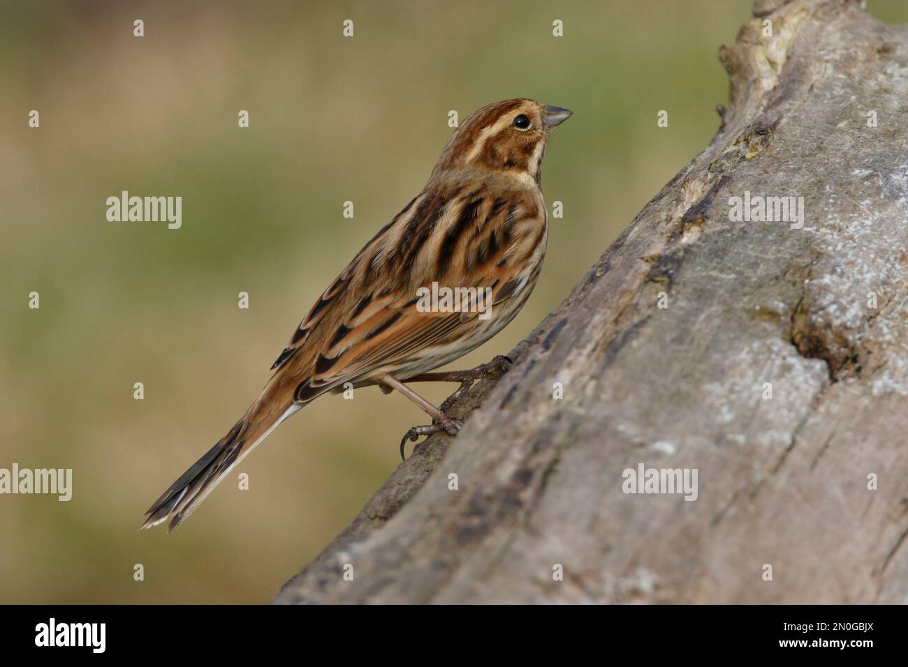 Vogel ammer -Fotos und -Bildmaterial in hoher Auflösung – Alamy
