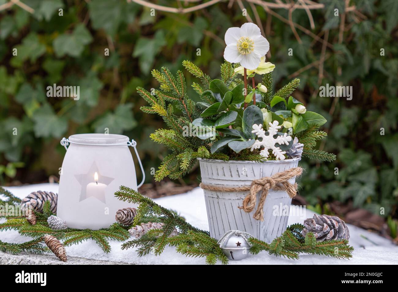 Wintergarten-Arrangement mit helleborus niger in altem Topf und Laterne Stockfoto