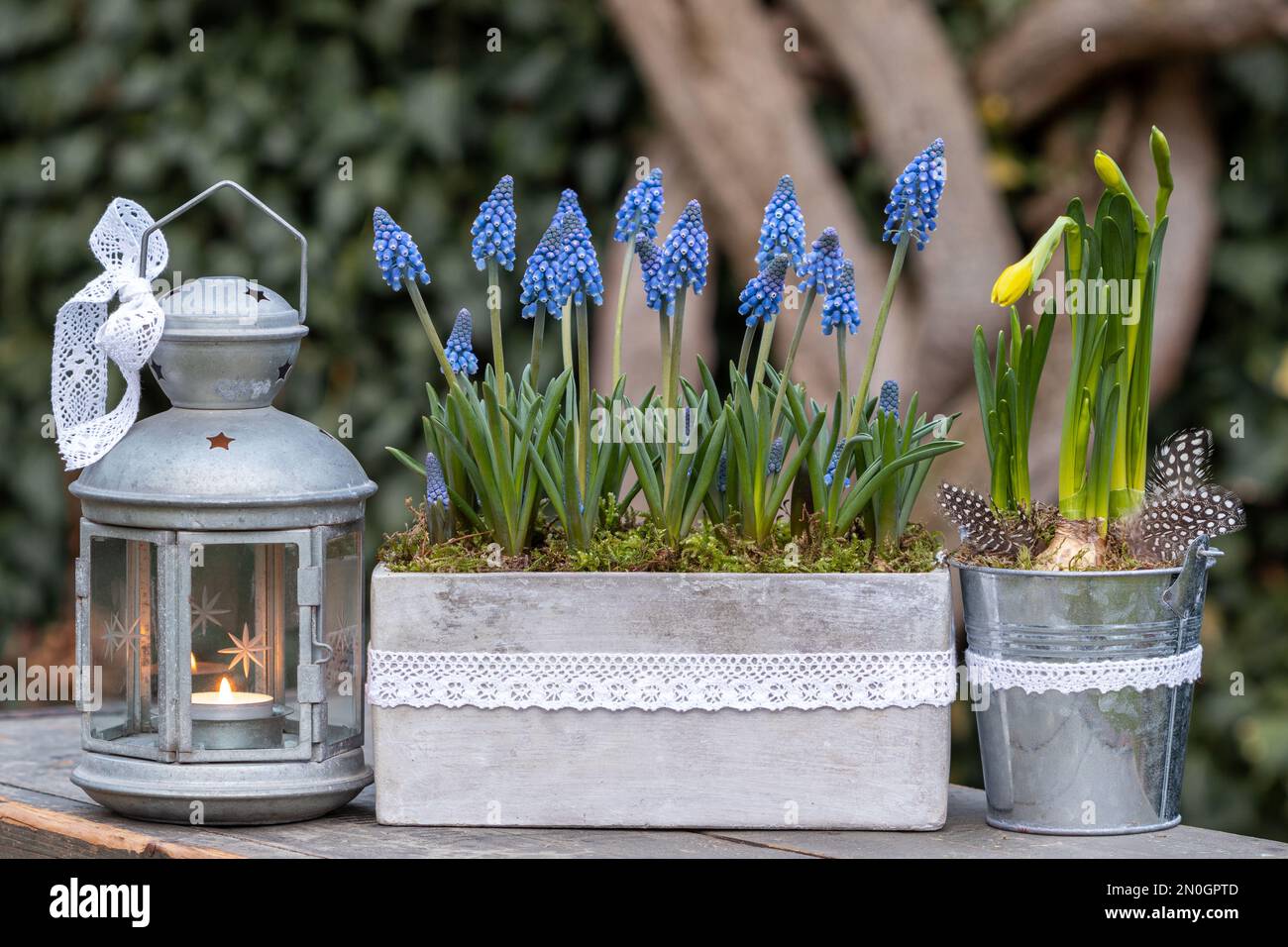 Gartenanlage mit blauen Traubenhyazinthen, Narzissen und alter Laterne Stockfoto